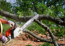 Best Arborist Consultation Services  in Oakwood, PA