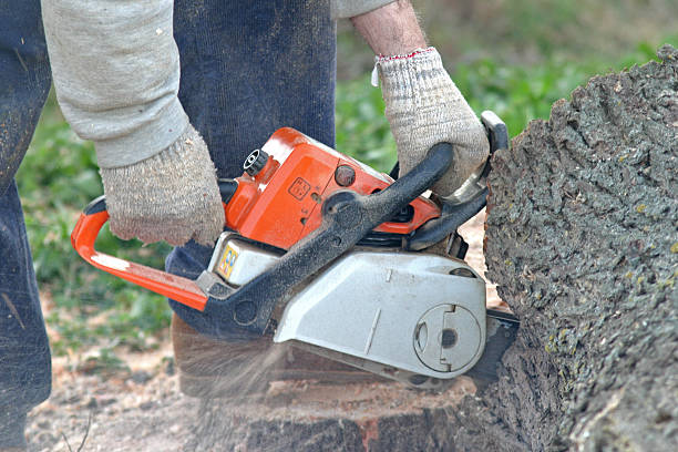 Trusted Oakwood, PA Tree Care Experts