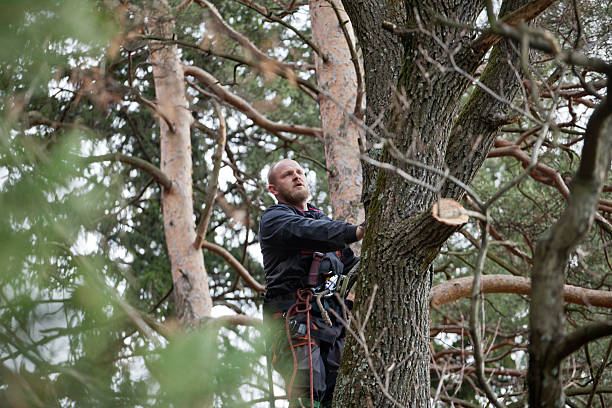 How Our Tree Care Process Works  in  Oakwood, PA